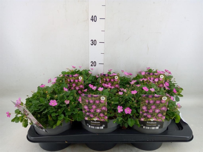 <h4>Erodium variabile 'Bishops Form'</h4>