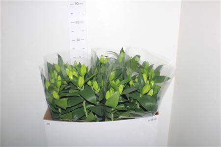 <h4>Lil Or Sunny Robyn 5pp</h4>