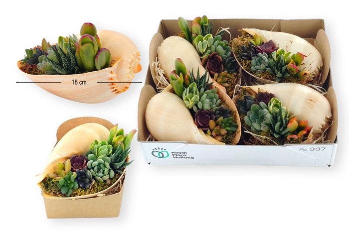 <h4>Planten  ..in schelp L%</h4>