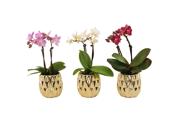 <h4>Dolomite Quartz Gold Tiny Dolls Mix 2T10+ Aqu@</h4>