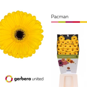Ge Mi Pacman Diamond United
