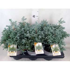 Chamaecyparis pis. 'Sky Blue'