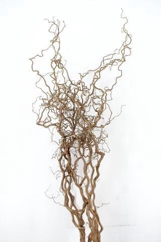 <h4>CORYL AV CONTORTA 2 JARIG 220CM</h4>