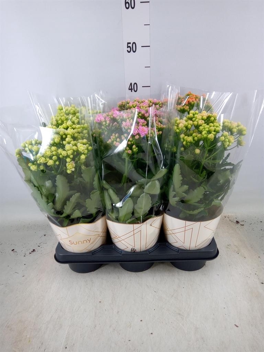 <h4>Kalanchoe   ...</h4>