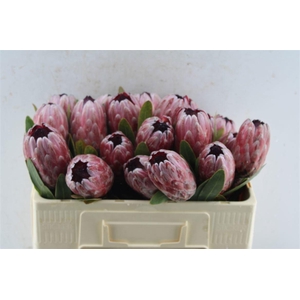 PROTEA PINK ICE