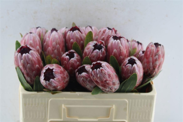 <h4>PROTEA PINK ICE</h4>