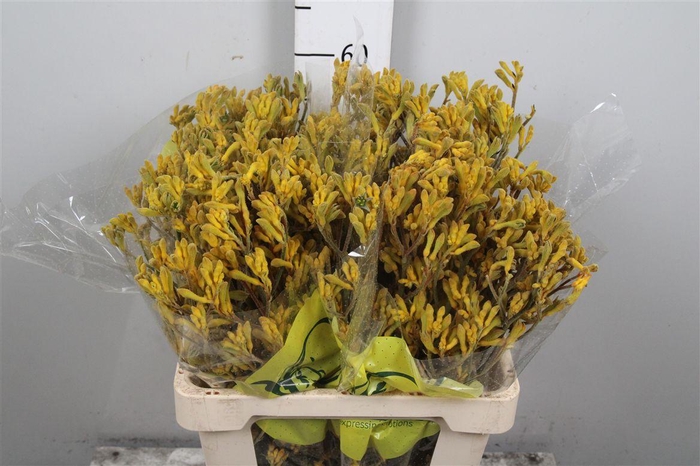 <h4>Anigoz Yellow G</h4>