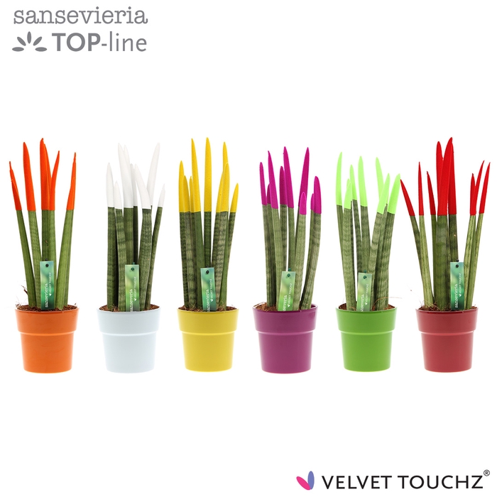 <h4>Sans Cyl Velvet Touchz Gemengd Keramiek</h4>