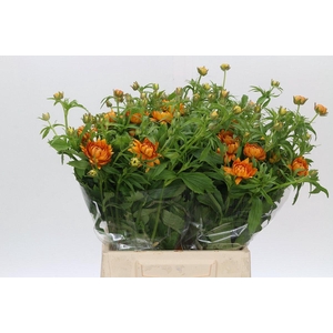 Ranunculus Moderna Orange