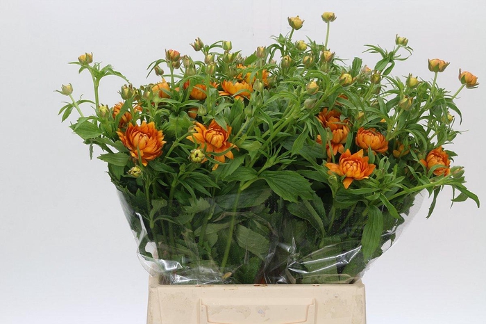 <h4>Ranunculus Moderna Orange</h4>