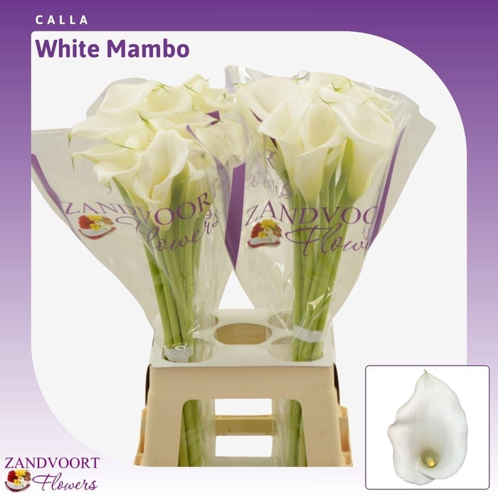 <h4>Calla White Mambo</h4>