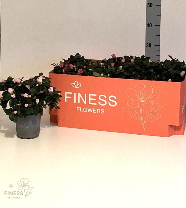 <h4>RHODO SI VOGEL GEM</h4>