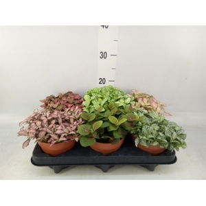 Fittonia   ...mix