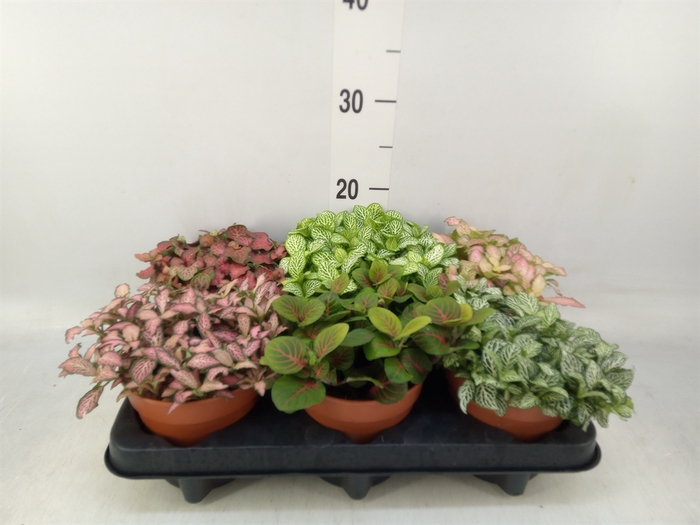 <h4>Fittonia   ...mix</h4>