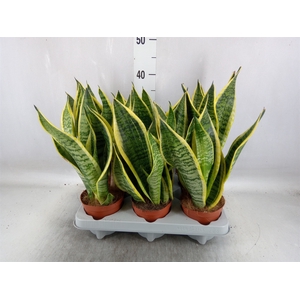 Sansevieria trifa. 'Futura Superba'