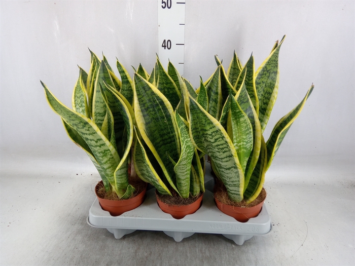 <h4>Sansevieria trifa. 'Futura Superba'</h4>