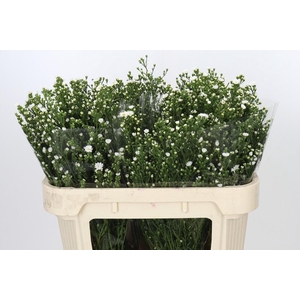 Aster Paquita