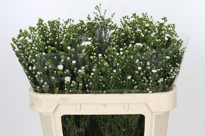 <h4>Aster Paquita</h4>