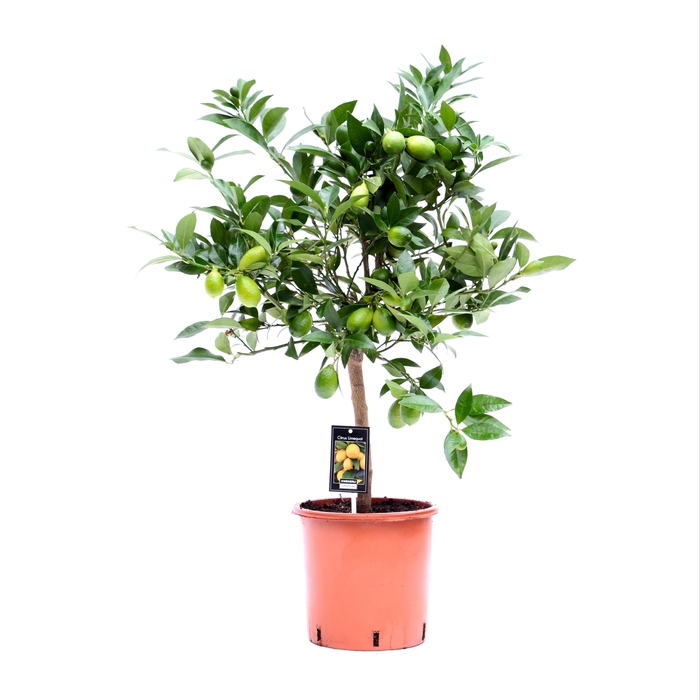 <h4>Citrus Limequat stem P22</h4>