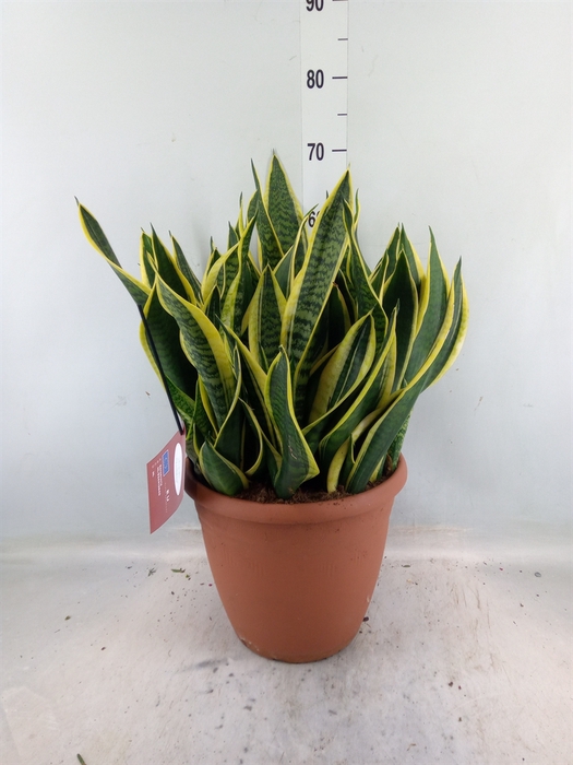 <h4>Sansevieria trifa. 'Laurentii'</h4>