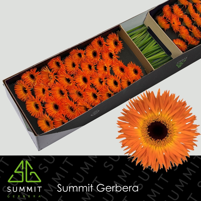 <h4>Germini Spider Leroy Doos</h4>