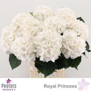 HYDR M ROYAL PRINCES