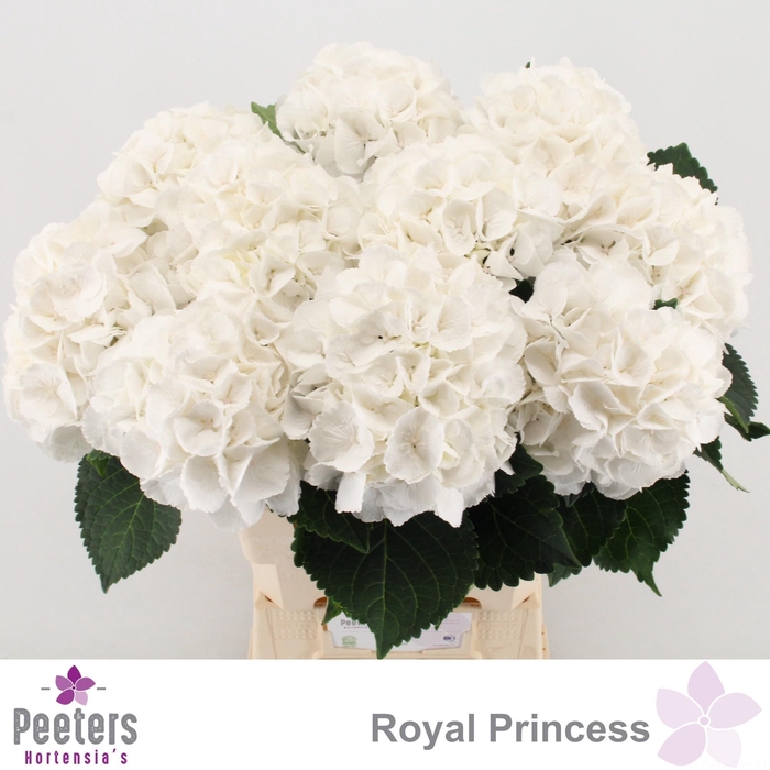 <h4>HYDR M ROYAL PRINCES</h4>