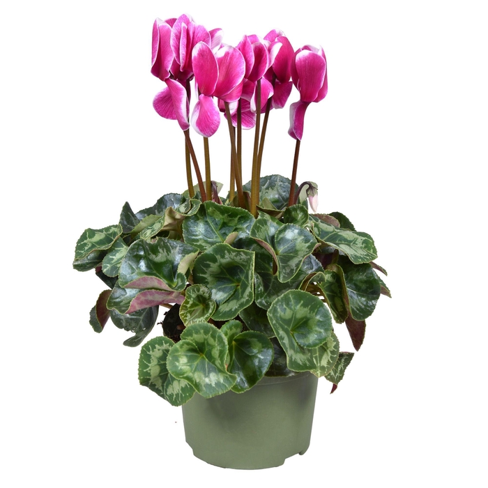 <h4>Cyclamen FANTASIA PURPLE</h4>