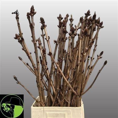 <h4>AESCULUS HIPPOC TAK</h4>