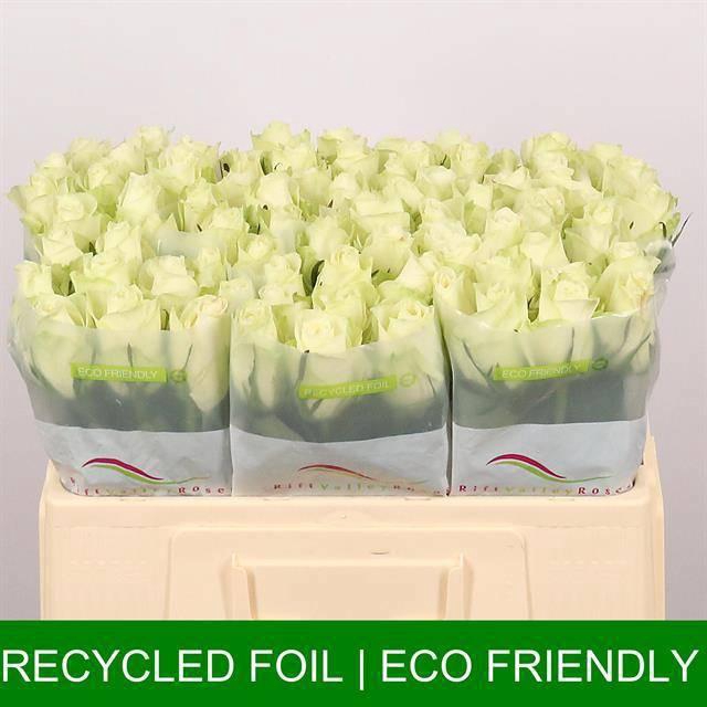 <h4>R GR ATHENA</h4>