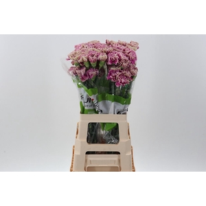 Dianthus ST 'Antigua'