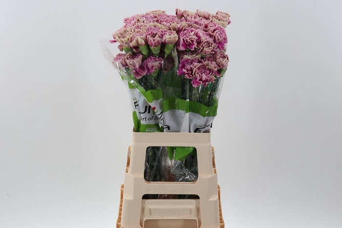 <h4>Dianthus ST 'Antigua'</h4>