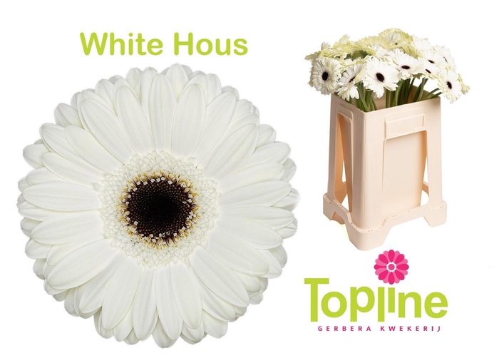 <h4>GE GR WHITE HOUSE</h4>