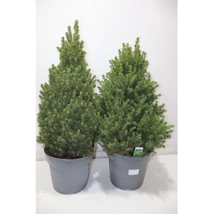Picea Gl December