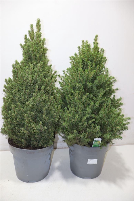 <h4>Picea Gl December</h4>