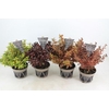 Coprosma 'Eclipse' PBR