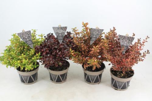 Coprosma 'Eclipse' PBR
