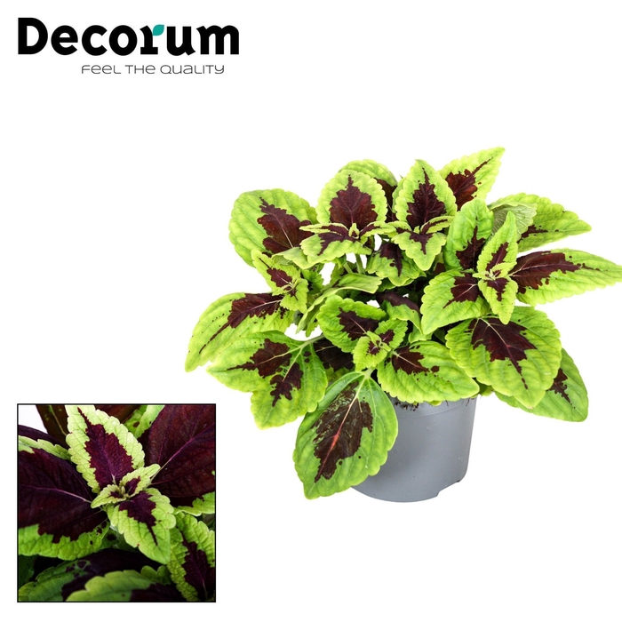 <h4>Coleus Alligator Alley Decorum</h4>