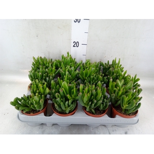 Crassula ovata 'Gollum'