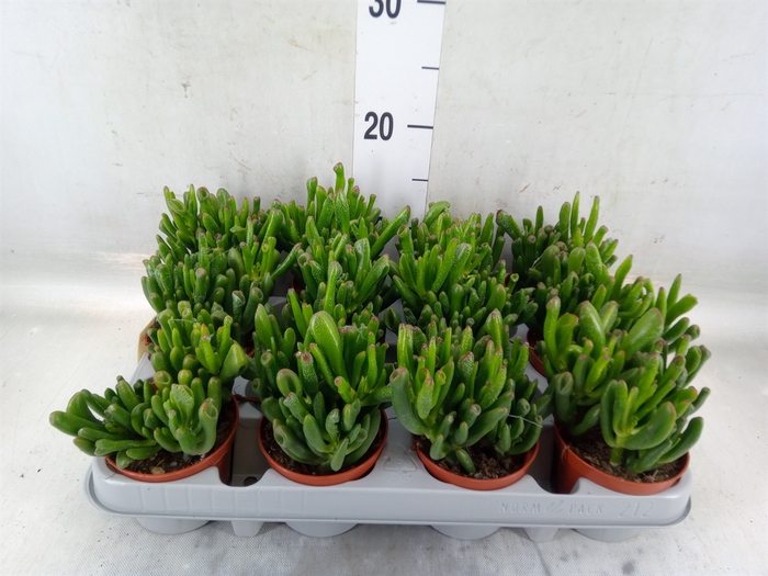 <h4>Crassula ovata 'Gollum'</h4>
