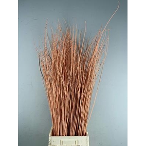 Willow Bundle Apricot