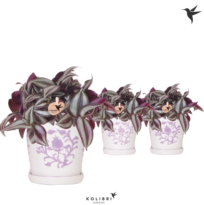<h4>Kolibri Greens Tradescantia Zebrina in Malaga pot lila mix</h4>