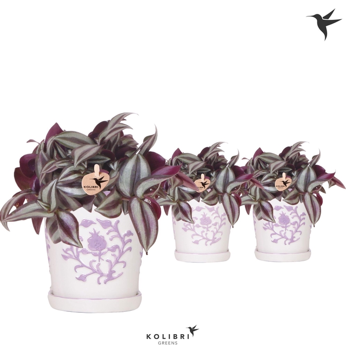 <h4>Kolibri Greens Tradescantia Zebrina in Malaga pot lila mix</h4>