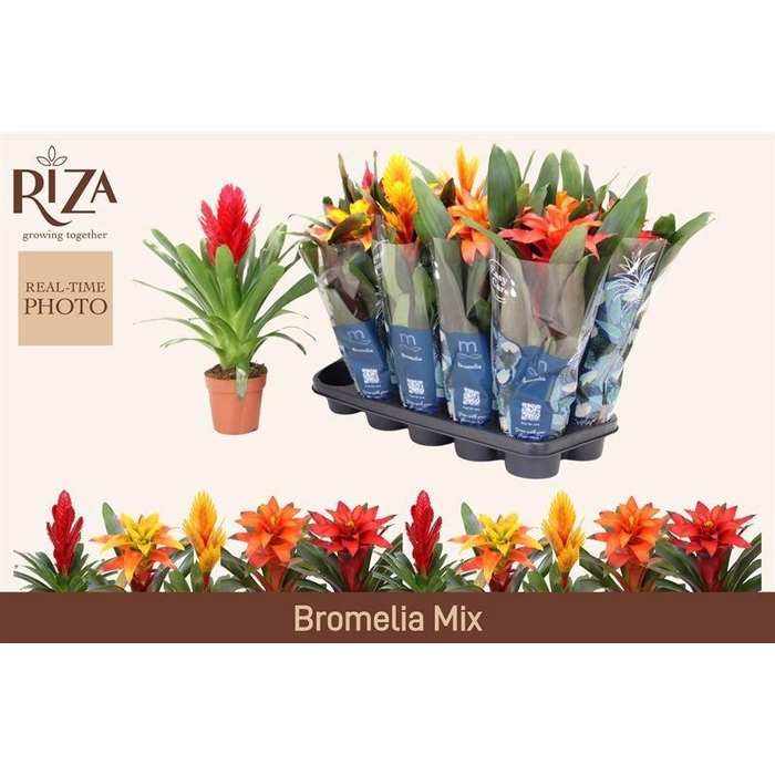<h4>BROMELIA GEM 6 SRT</h4>