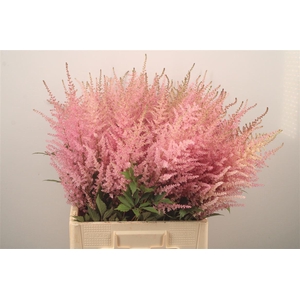 Astilbe Erika Pink