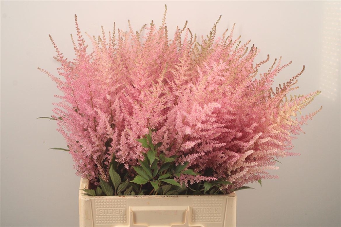 <h4>Astilbe Erika Pink</h4>