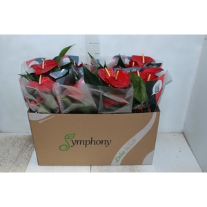 ANTHURIUM QUERIDA P15