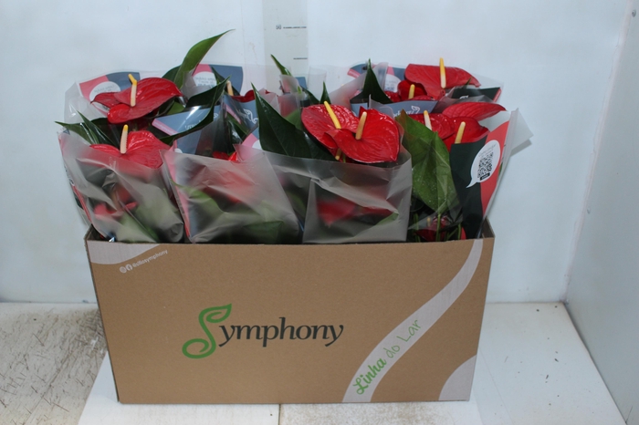 <h4>ANTHURIUM QUERIDA P15</h4>