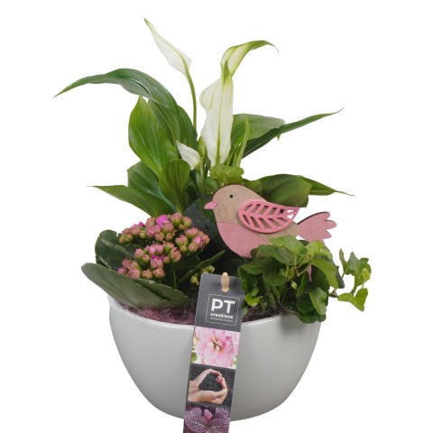 <h4>PTIB6367 Arrangement Indoor in keramiek schaal</h4>