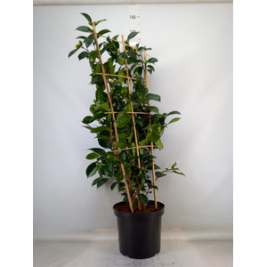 Camellia japonica 'WilliamBartlett'